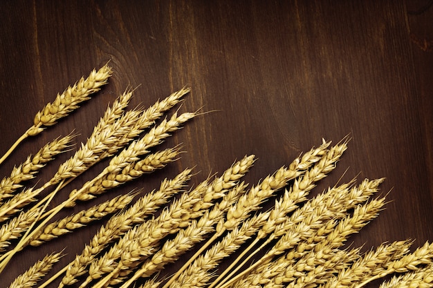 Ears of ripe wheat