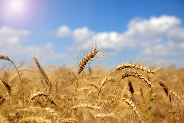 Ears of ripe yellow wheat 