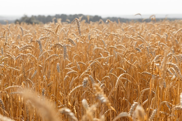 Ears of ripe yellow wheat.