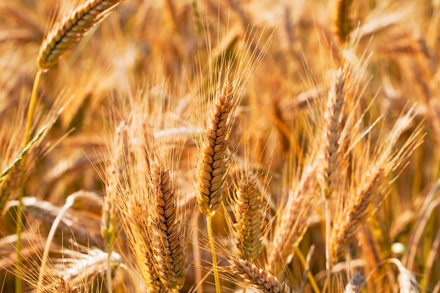 The ears of the ripened cereals