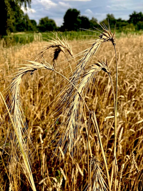 Колосья созревшего желтого поля пшеницы, ржи, овса