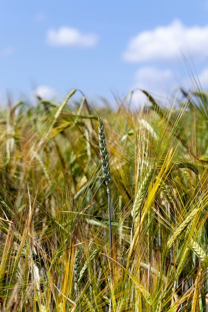 Ears of rye