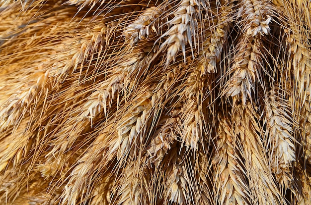 Foto spighe di grano dopo il raccolto autunnale. messa a fuoco selettiva.