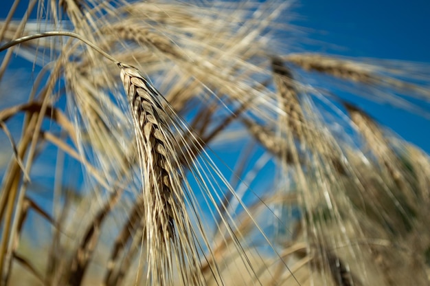 Ears of wheat against the blue sky