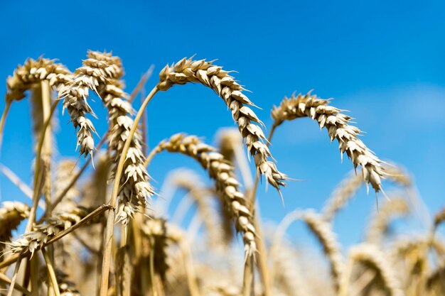 Ears of wheat against blue sky