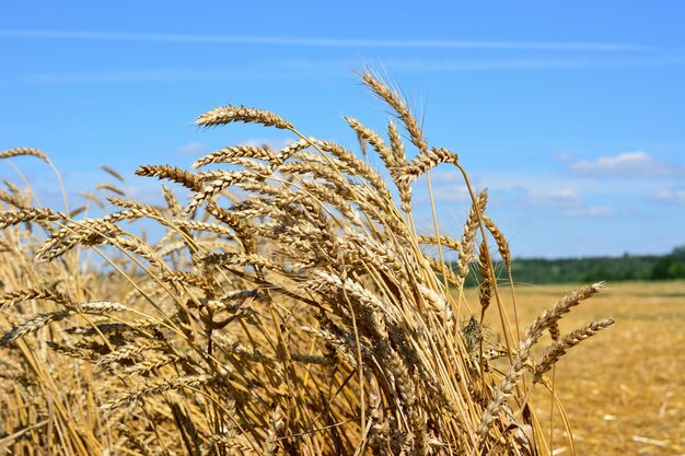 ears of wheat in the agricultural field with blue sky on background, close-up