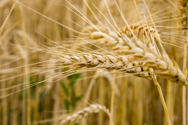 Ears of wheat Blurred background