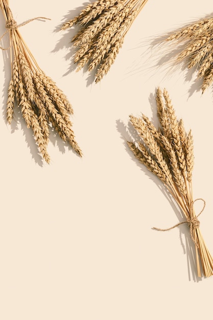 Ears of wheat close up on beige background Natural cereal plant harvest time concept