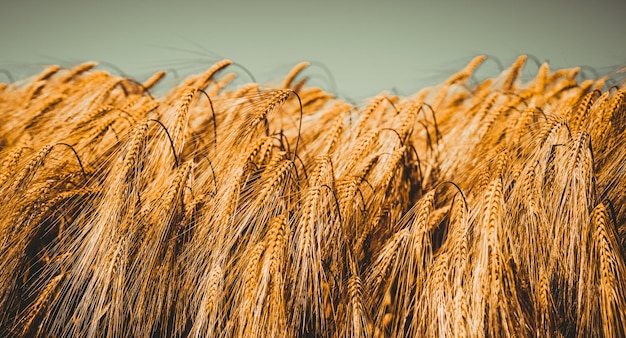 Ears of wheat in the field Agriculture banner