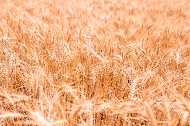 Колосья пшеницы на фоне поля