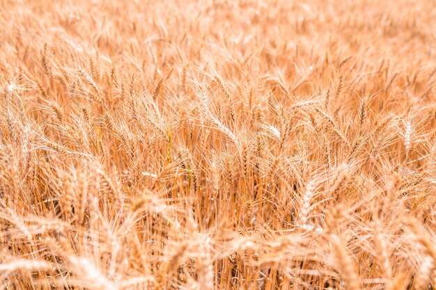 Ears of wheat in the field background