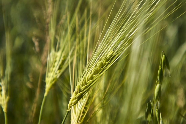 Колосья пшеницы в поле возделывания, сельское хозяйство в италии.