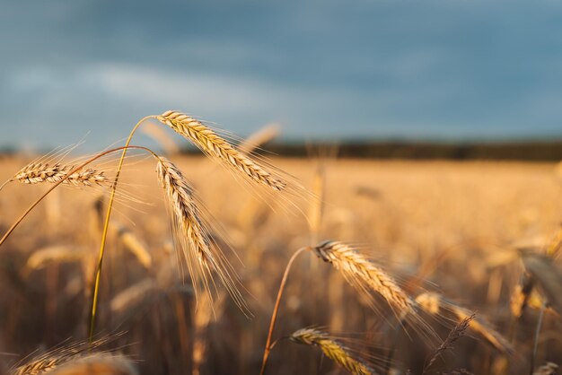 Ears of wheat in the field Ripe golden wheat lit by warm setting sun in field ready to be harvested