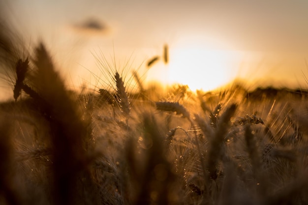 Ears of wheat on a field in a sunset rays Agriculture and food production concept