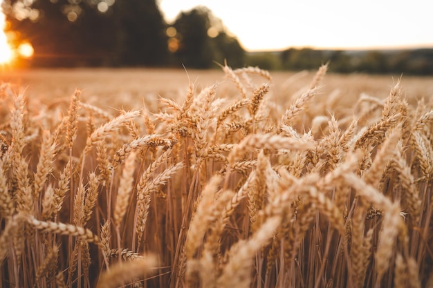 Ears of wheat on the field a during sunset wheat agriculture harvesting agribusiness concept walk in large wheat field large harvest of wheat in summer on the field landscape lifestyle