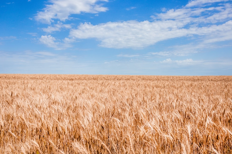 Photo ears of wheat in the field