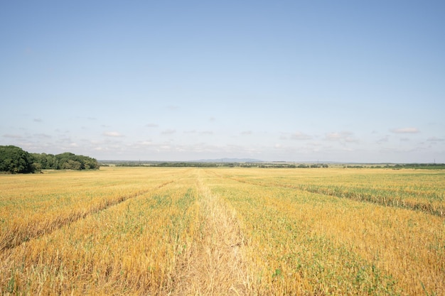 Ears of wheat on the field