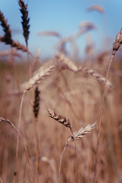 Ears of wheat on the field