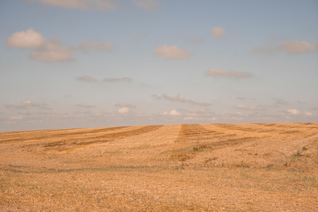 Ears of wheat on the field