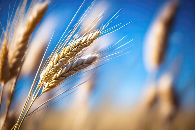 Ears of wheat Generative AI