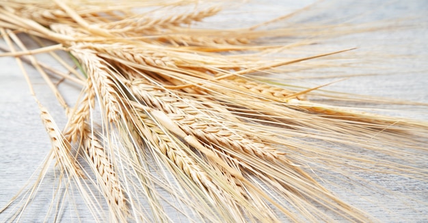 Ears of wheat grains on the white table.