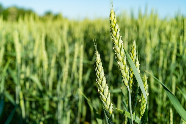 Ears of wheat on a green field