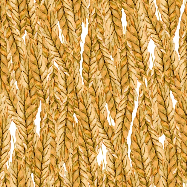 小麦の収穫の耳の水彩画のシームレスなパターン