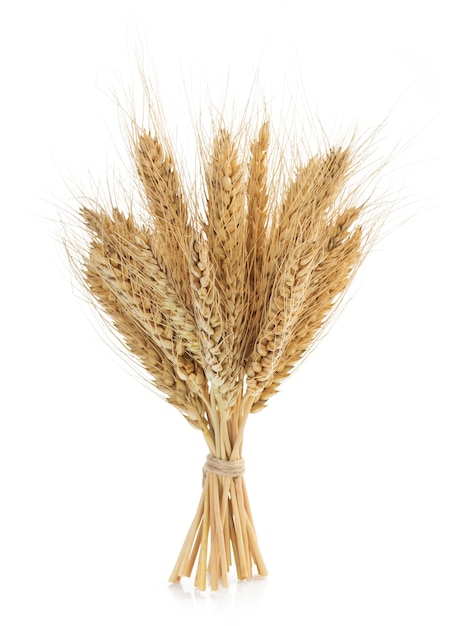 Ears of wheat isolated on white