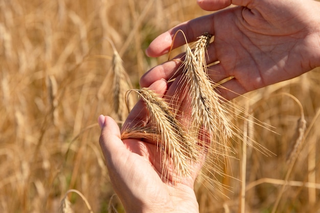 Ears of wheat in the palms of the girl against the background of a wheat field.