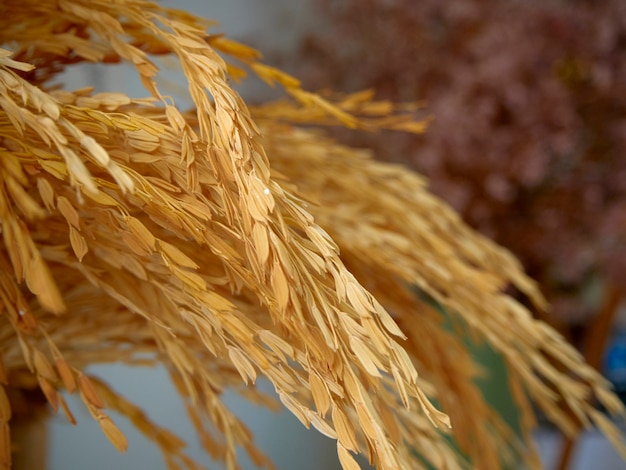 Ears of wheat in a pastel green vase placed on a baking bread table. Close-up