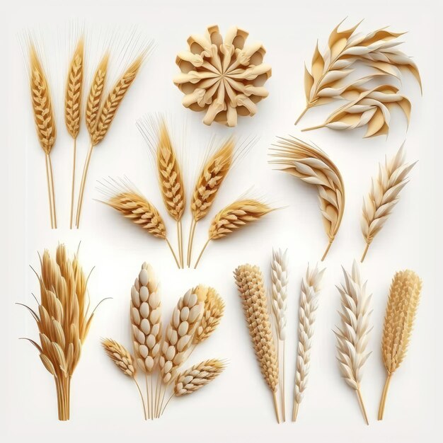 Photo ears of wheat set isolated on white background