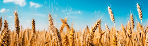 Ears of wheat in a wheat field Generative AI Nature