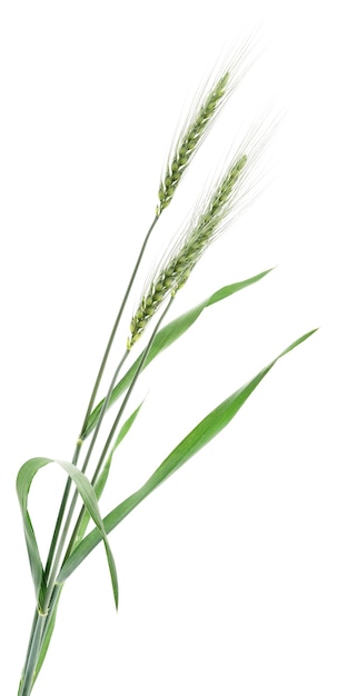 Ears of wheat on a white background