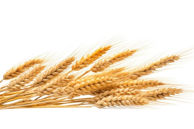 Ears of wheat on white background