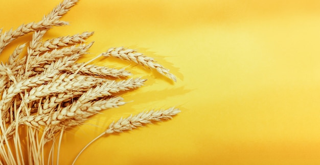 Ears of wheat on yellow background