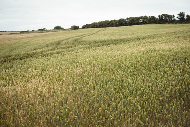 Photo ears of wheat