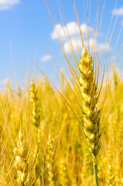 Ears of wheat