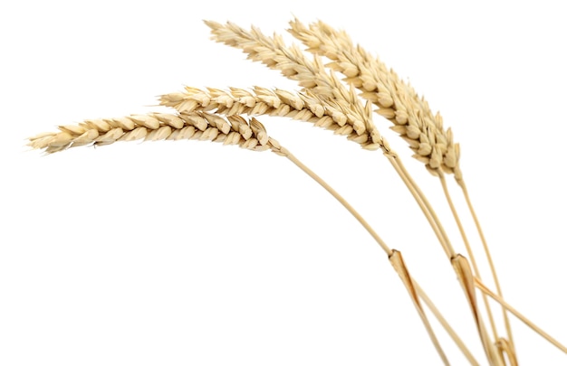 ears of wheat
