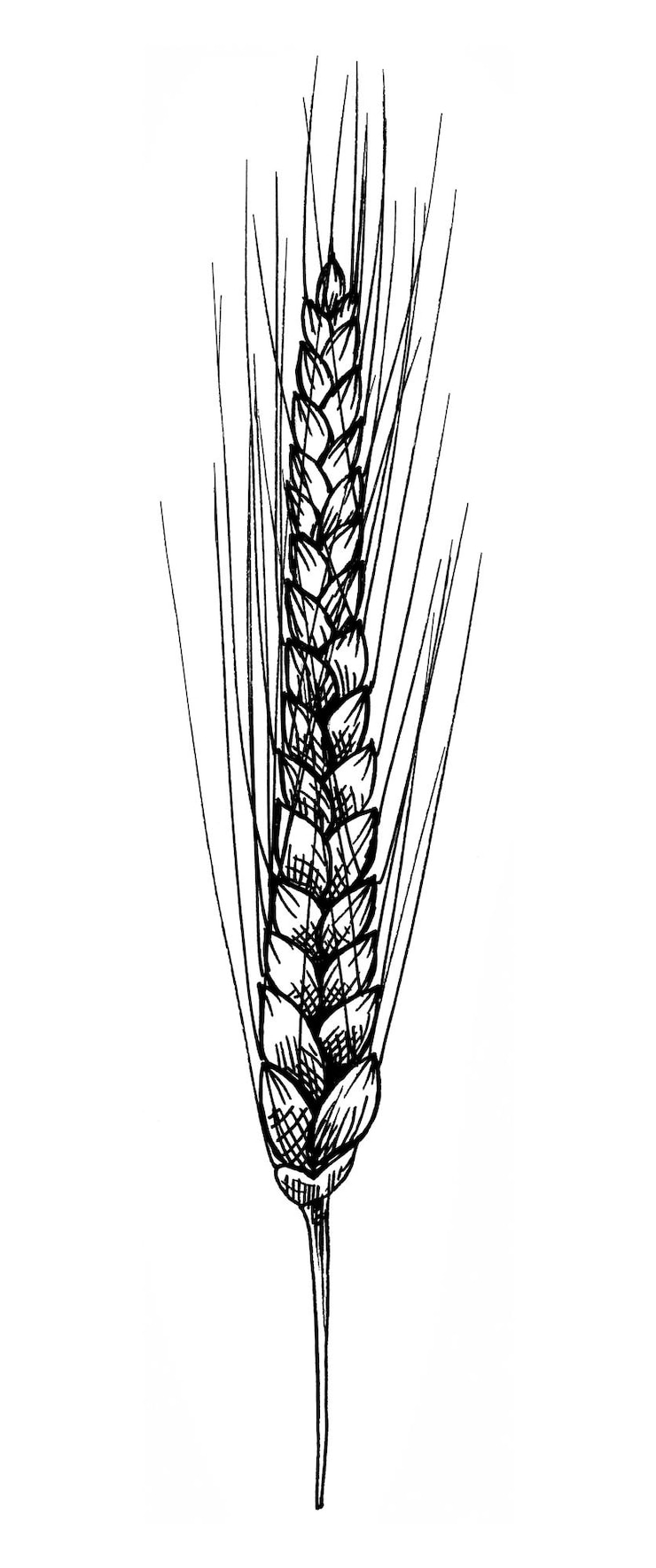 Photo 麦の粒を持つ耳 単色のヴィンテージの手描きの<unk>化イラストが白に隔離されています