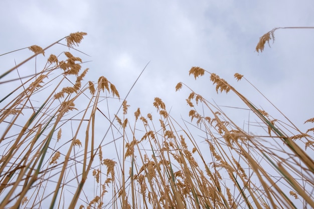 Ears of yellow tall plants against the cloudy sky background