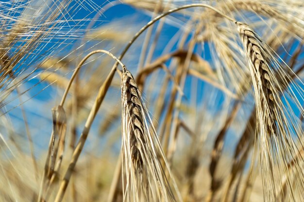 Ears of yellow wheat in a field against the sky