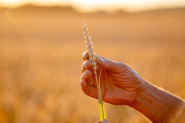 필드에 남자 손에 노란색 밀 필드의 귀. 자연 사진을 닫습니다. 풍부한 수확의 아이디어.