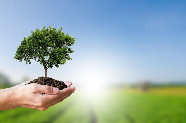 Earth day concept Close-up beeld van de hand met grote bomen die op de grond groeien over de tuin en de hemelachtergrond Het planten van bomen zal de opwarming van de aarde helpen verminderen, de vervuiling verminderen