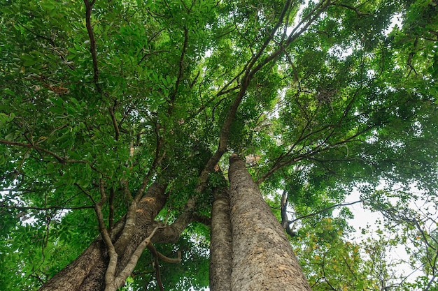 Earth Day-concept met tropische bosachtergrond natuurlijke sence met luifelboom