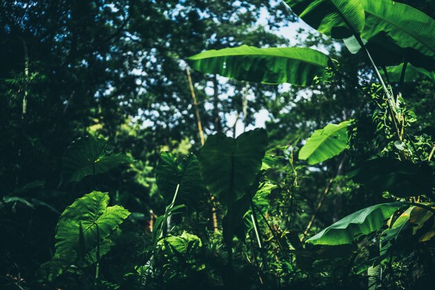 Earth Day eco-concept met tropische bosachtergrond, natuurlijke bebossingsscène met luifelboom in het wild, concept over duurzaamheid en hernieuwbaar milieu