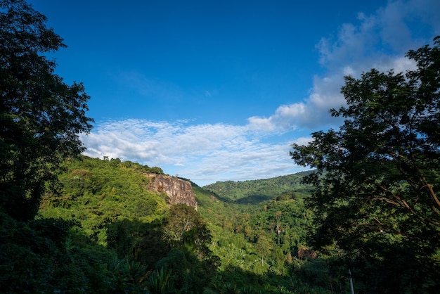 Earth Day eco concept with tropical forest background natural forestation preservation scene with canopy tree in the wild concept on sustainability and environmental renewable