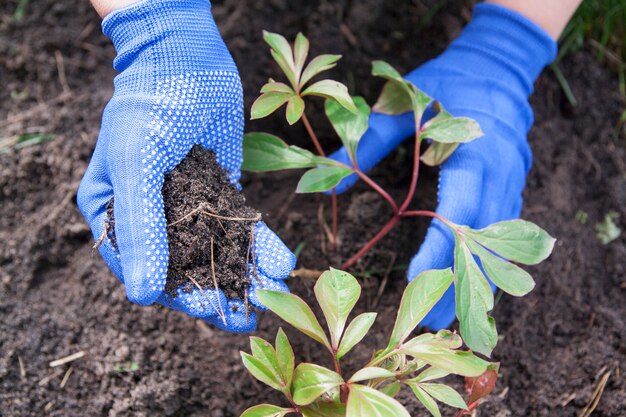 Earth in the gardener's hand, transplanting peony flowers into the ground. Spring work in the garden.