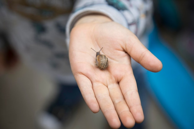 Earth snail on children hand
