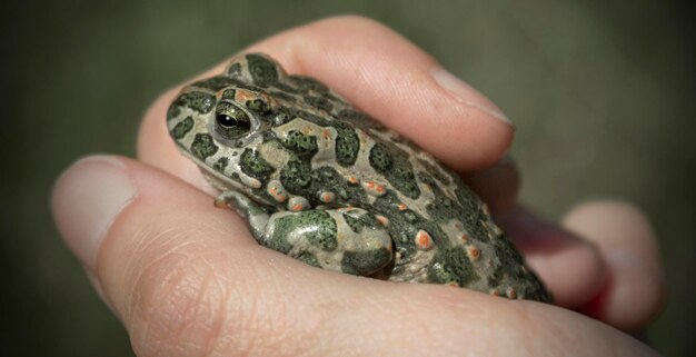 Earth toad close up in hand