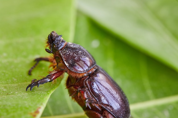 Earthen dung beetle on green foliage close-up on bright sunny day